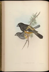 Mycerobas carnipes